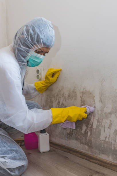 Best Attic Mold Removal  in Newburgh, IN